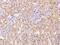 Tenascin N antibody, 203659-T08, Sino Biological, Immunohistochemistry paraffin image 