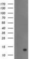 S100 Calcium Binding Protein P antibody, NBP2-01900, Novus Biologicals, Western Blot image 