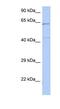 Essential Meiotic Structure-Specific Endonuclease 1 antibody, NBP1-55350, Novus Biologicals, Western Blot image 