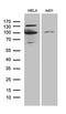 MutL Homolog 1 antibody, LS-C796135, Lifespan Biosciences, Western Blot image 