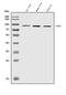 HAP1 antibody, A01658-3, Boster Biological Technology, Western Blot image 