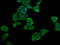 Growth Arrest And DNA Damage Inducible Beta antibody, LS-C395773, Lifespan Biosciences, Immunofluorescence image 
