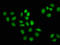 Minichromosome Maintenance Complex Component 3 Associated Protein antibody, LS-C671449, Lifespan Biosciences, Immunofluorescence image 