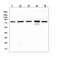 CD2 Associated Protein antibody, M01756, Boster Biological Technology, Western Blot image 