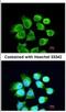 Rac GTPase Activating Protein 1 antibody, NBP2-20049, Novus Biologicals, Immunocytochemistry image 