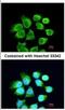 Rac GTPase-activating protein 1 antibody, NBP2-20049, Novus Biologicals, Immunocytochemistry image 