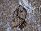 Family With Sequence Similarity 131 Member C antibody, LS-C795590, Lifespan Biosciences, Immunohistochemistry paraffin image 