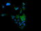 Cancer/Testis Antigen 1B antibody, LS-C174391, Lifespan Biosciences, Immunofluorescence image 