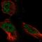 Arginyltransferase 1 antibody, HPA057549, Atlas Antibodies, Immunocytochemistry image 