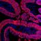 Cadherin 17 antibody, MAB8524, R&D Systems, Immunohistochemistry frozen image 