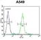 Zinc Finger E-Box Binding Homeobox 1 antibody, abx025239, Abbexa, Western Blot image 