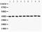 Apurinic/Apyrimidinic Endodeoxyribonuclease 1 antibody, LS-C343990, Lifespan Biosciences, Western Blot image 