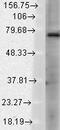 Transient Receptor Potential Cation Channel Subfamily V Member 3 antibody, TA326599, Origene, Western Blot image 