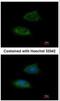 Adenylate Kinase 2 antibody, NBP1-33160, Novus Biologicals, Immunofluorescence image 