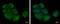 Eukaryotic Translation Initiation Factor 2B Subunit Alpha antibody, GTX109525, GeneTex, Immunofluorescence image 