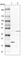 Signal Recognition Particle 19 antibody, HPA029272, Atlas Antibodies, Western Blot image 