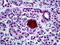 Insulin antibody, 51-639, ProSci, Immunohistochemistry paraffin image 