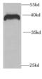 Reticulocalbin-2 antibody, FNab07212, FineTest, Western Blot image 