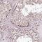 Tetratricopeptide Repeat Domain 33 antibody, PA5-58313, Invitrogen Antibodies, Immunohistochemistry frozen image 