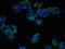 ADP-Ribosyltransferase 3 antibody, LS-C671221, Lifespan Biosciences, Immunofluorescence image 