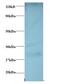 G Protein-Coupled Receptor 161 antibody, MBS719913, MyBioSource, Western Blot image 