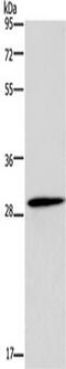 GLI Pathogenesis Related 1 antibody, TA350020, Origene, Western Blot image 