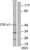Casein Kinase 1 Gamma 1 antibody, LS-B10004, Lifespan Biosciences, Western Blot image 