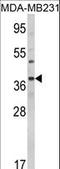 BCL2 Associated Athanogene 1 antibody, LS-C156728, Lifespan Biosciences, Western Blot image 