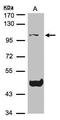 NLR Family Pyrin Domain Containing 3 antibody, TA309046, Origene, Western Blot image 