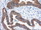 VICKZ family member 2 antibody, LS-C115285, Lifespan Biosciences, Immunohistochemistry paraffin image 