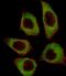 Cysteine And Serine Rich Nuclear Protein 2 antibody, PA5-35134, Invitrogen Antibodies, Immunofluorescence image 