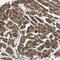 G Protein-Coupled Receptor 4 antibody, HPA014278, Atlas Antibodies, Immunohistochemistry frozen image 