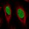 GAR1 Ribonucleoprotein antibody, NBP2-31742, Novus Biologicals, Immunofluorescence image 