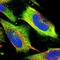 Protein Kinase C Zeta antibody, NBP1-87270, Novus Biologicals, Immunocytochemistry image 