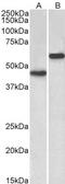 Receptor For Activated C Kinase 1 antibody, TA348956, Origene, Western Blot image 