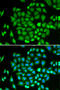 Aldo-Keto Reductase Family 7 Member A2 antibody, 14-342, ProSci, Immunofluorescence image 