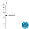 Keratin 19 antibody, AF3506, R&D Systems, Western Blot image 