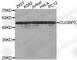 CUGBP Elav-Like Family Member 2 antibody, A6016, ABclonal Technology, Western Blot image 