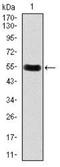 Dickkopf WNT Signaling Pathway Inhibitor 3 antibody, NBP2-37430, Novus Biologicals, Western Blot image 