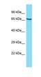 Zinc Finger AN1-Type Containing 4 antibody, orb326853, Biorbyt, Western Blot image 