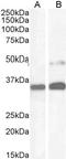 Paired Box 8 antibody, LS-B2, Lifespan Biosciences, Western Blot image 