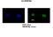 Heterogeneous Nuclear Ribonucleoprotein A0 antibody, NBP1-57275, Novus Biologicals, Immunofluorescence image 