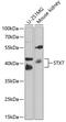 Syntaxin 7 antibody, GTX64880, GeneTex, Western Blot image 