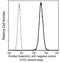 Galectin 3 antibody, GTX02037, GeneTex, Flow Cytometry image 