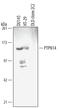 Protein Tyrosine Phosphatase Non-Receptor Type 14 antibody, MAB4458, R&D Systems, Western Blot image 