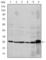 Caspase 8 antibody, abx012068, Abbexa, Western Blot image 