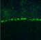 Ribosomal Protein L9 antibody, NBP1-82853, Novus Biologicals, Immunofluorescence image 