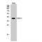 C-X-C Motif Chemokine Receptor 3 antibody, LS-C382960, Lifespan Biosciences, Western Blot image 