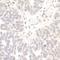 NRSF antibody, A300-539A, Bethyl Labs, Immunohistochemistry frozen image 