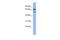 FAD Dependent Oxidoreductase Domain Containing 1 antibody, A08625, Boster Biological Technology, Western Blot image 